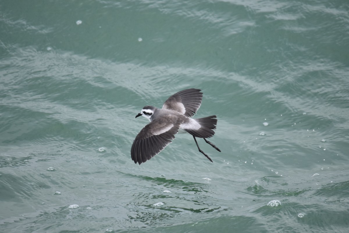 White-faced Storm-Petrel - ML615235503