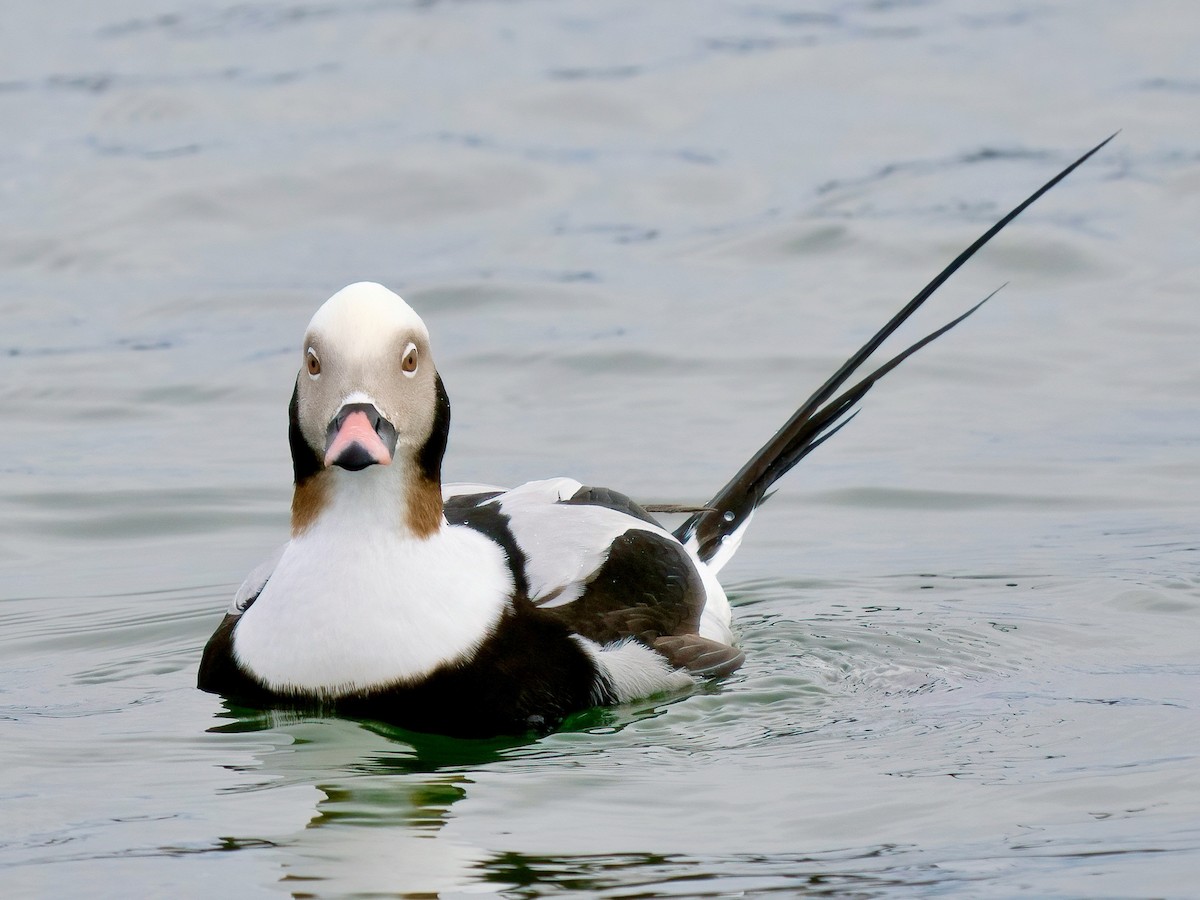 Long-tailed Duck - ML615235531