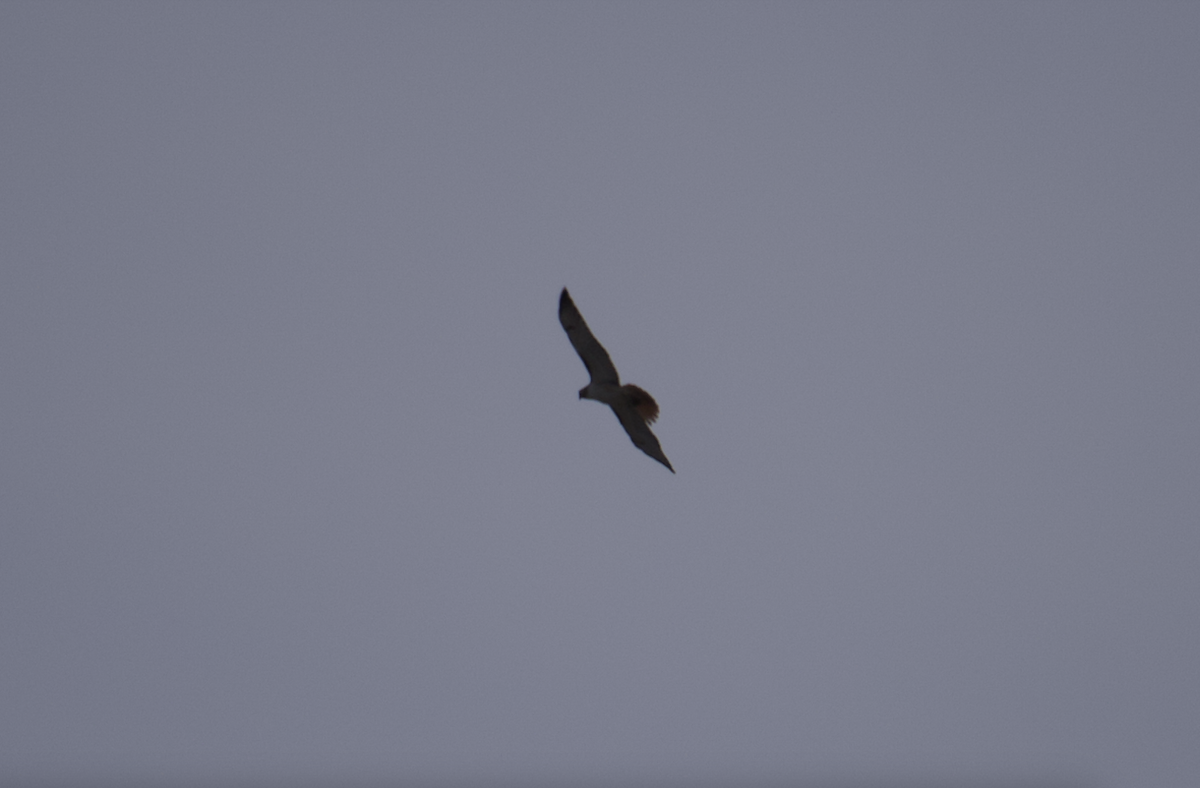 Red-tailed Hawk (fuertesi) - ML615235543