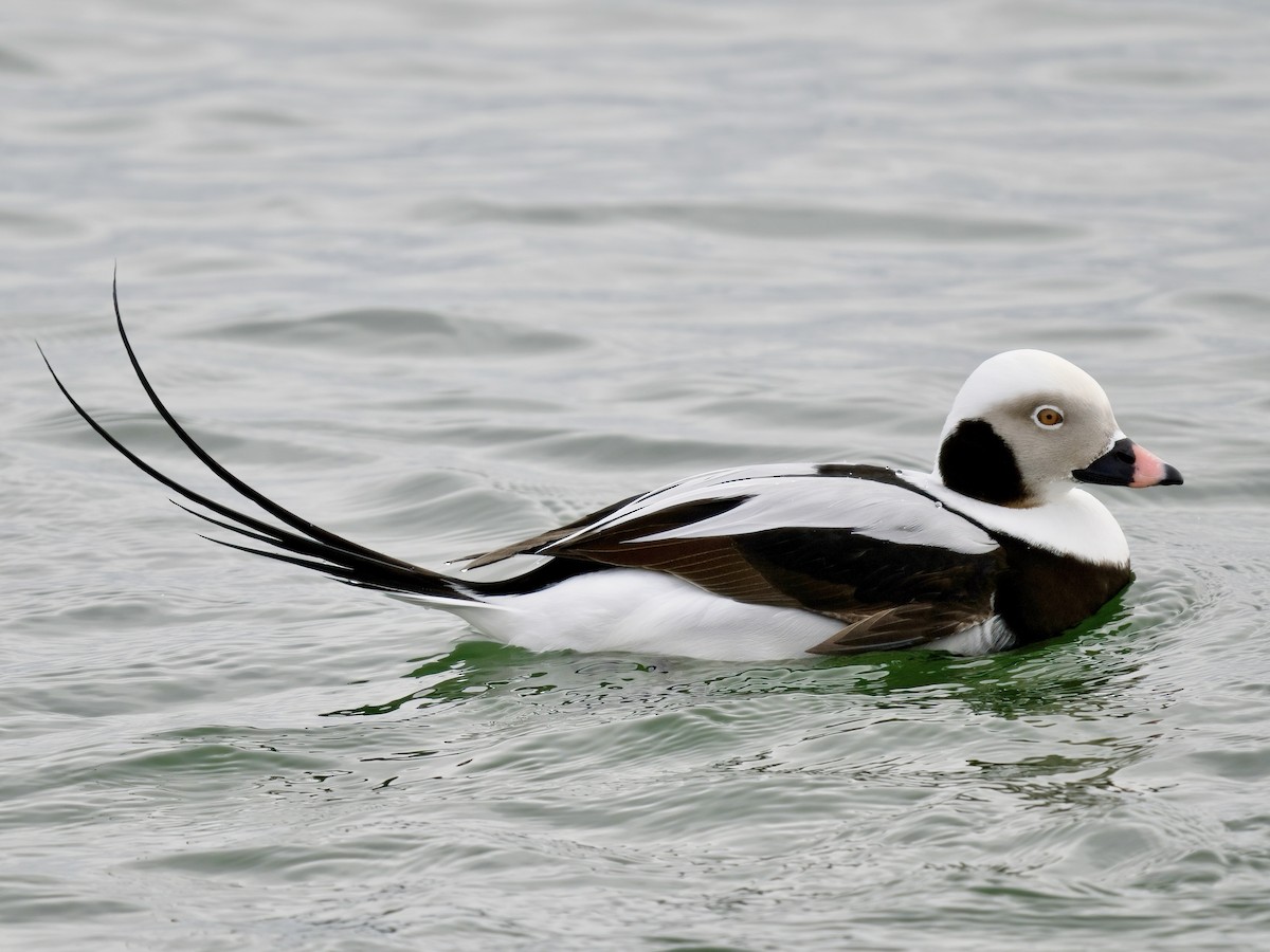 Long-tailed Duck - ML615235547