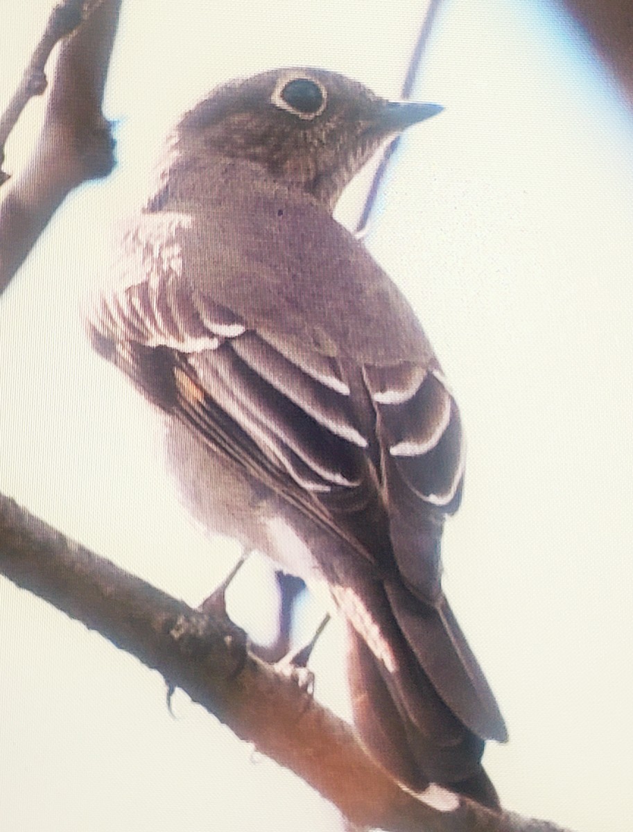 Townsend's Solitaire - ML615235588