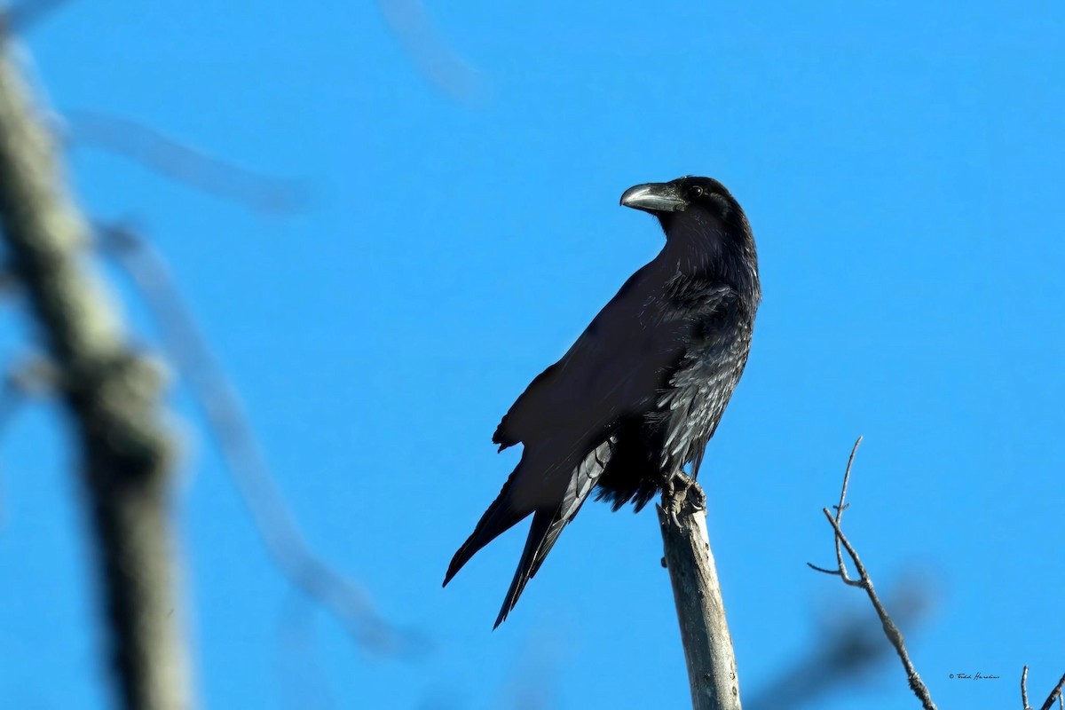 Common Raven - ML615235606