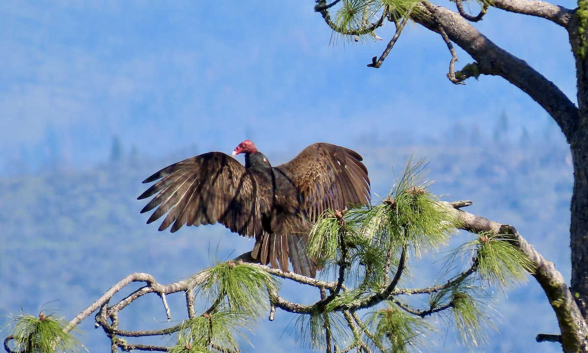 Turkey Vulture - ML615235949