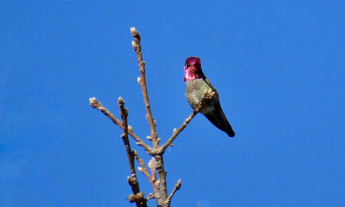 Anna's Hummingbird - ML615235991