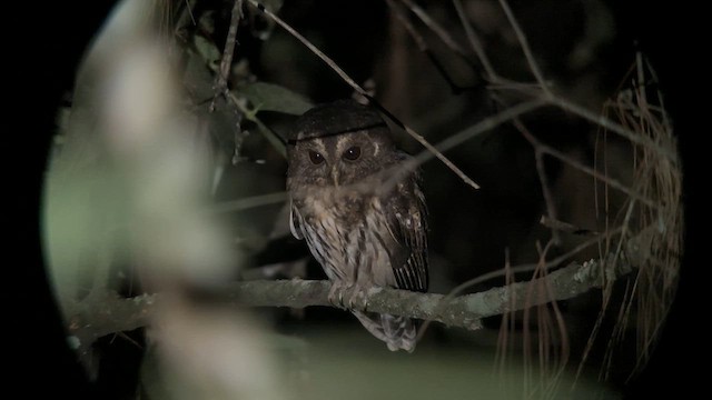 Mottled Owl - ML615235995