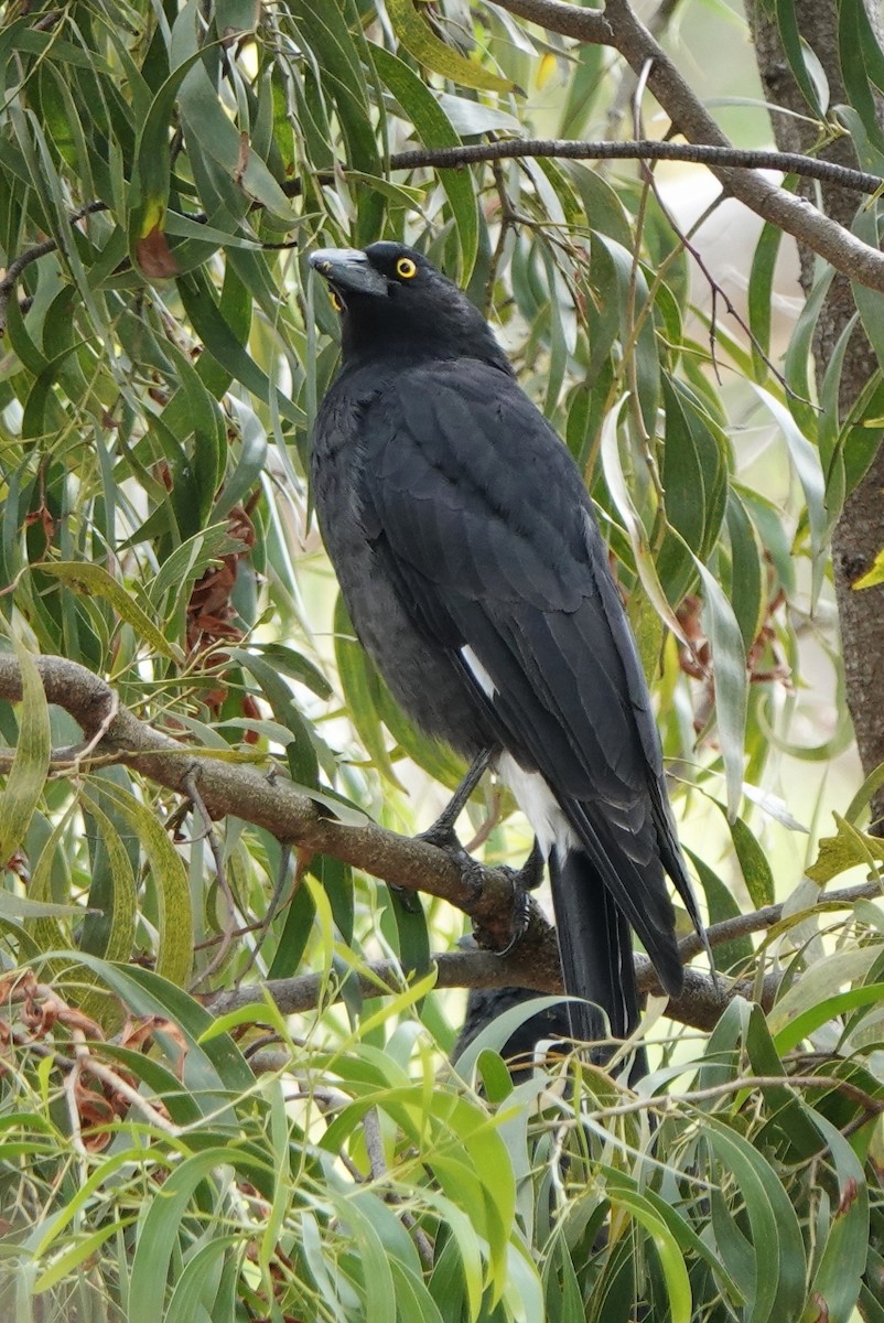 Pied Currawong - ML615236128
