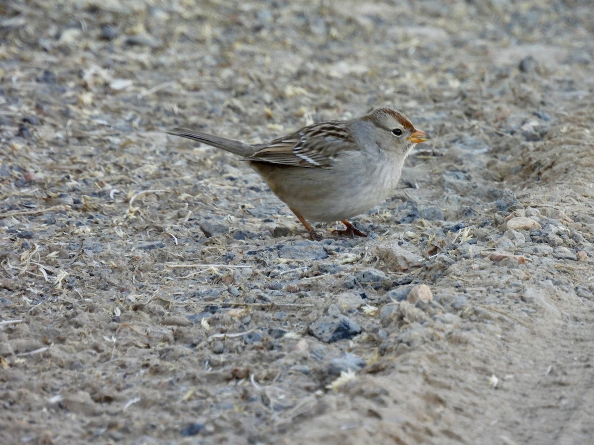White-crowned Sparrow - ML615236197