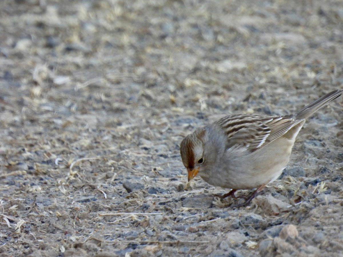 White-crowned Sparrow - ML615236198