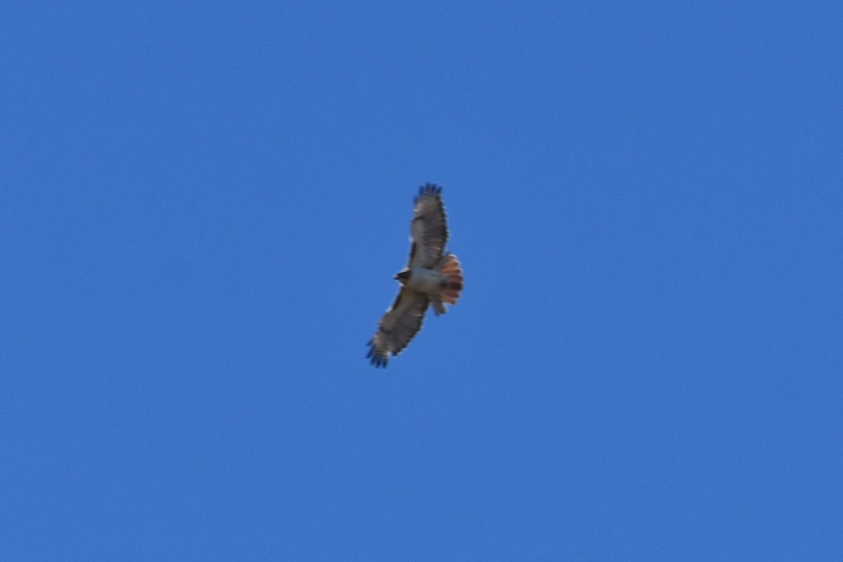 Red-tailed Hawk - ML615236476