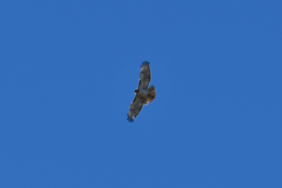 Red-tailed Hawk - ML615236479