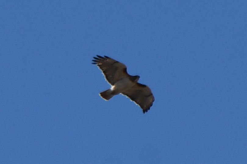 Red-tailed Hawk - ML615236480