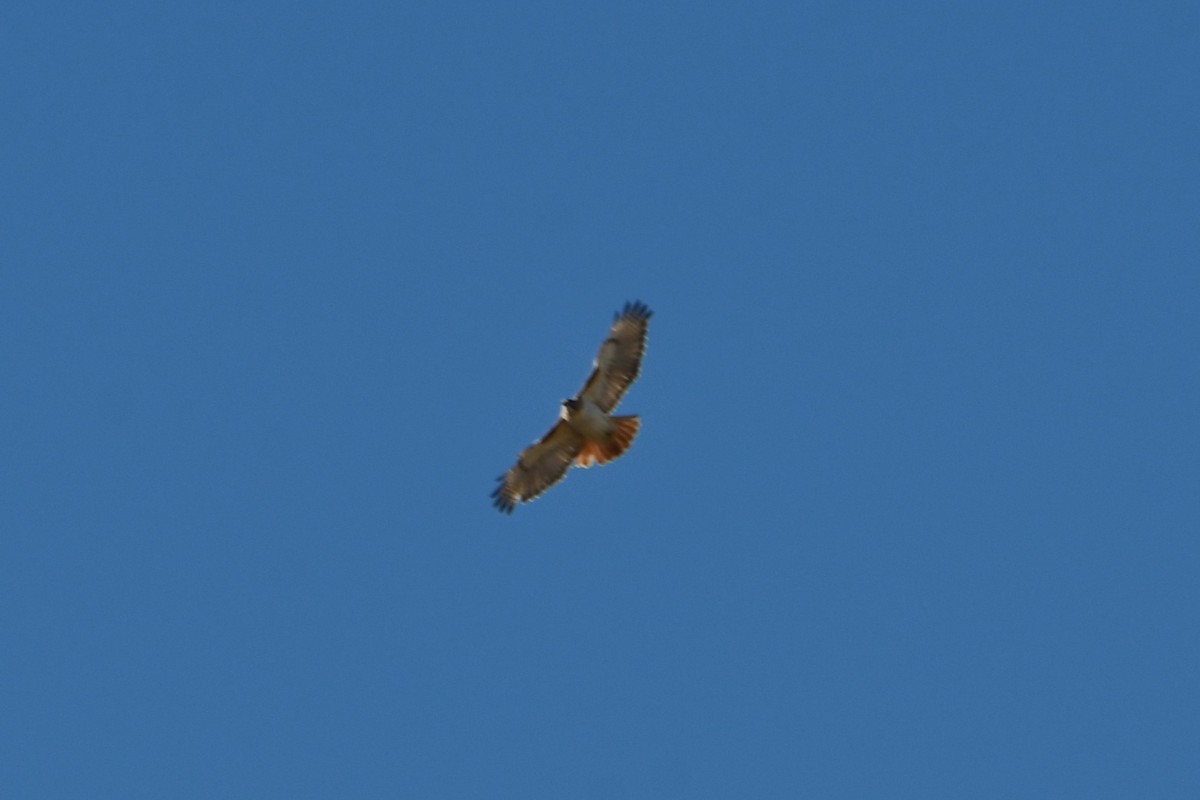 Red-tailed Hawk - ML615236482