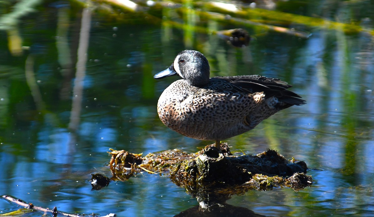 Blue-winged Teal - ML615236534