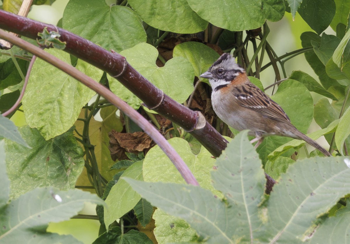Rufous-collared Sparrow - Jason Vassallo
