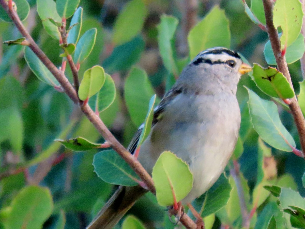 White-crowned Sparrow - ML615236653