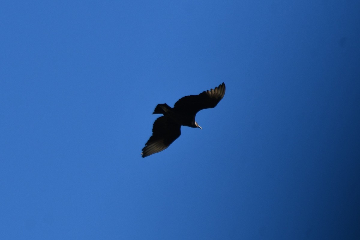 Black Vulture - ML615236699