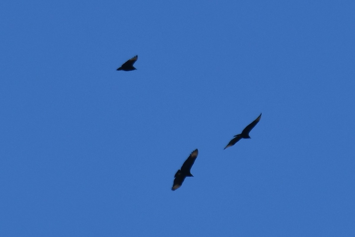 Black Vulture - ML615236701