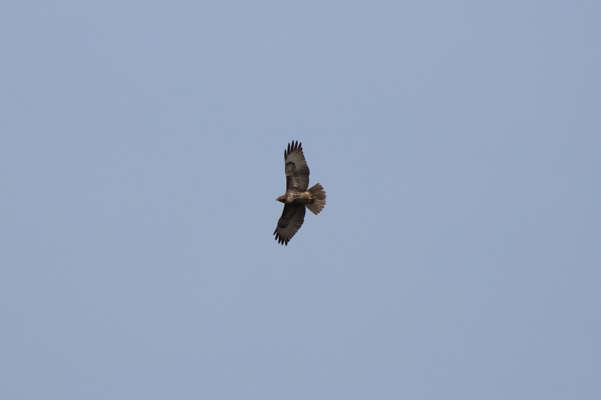Red-tailed Hawk - ML615236897