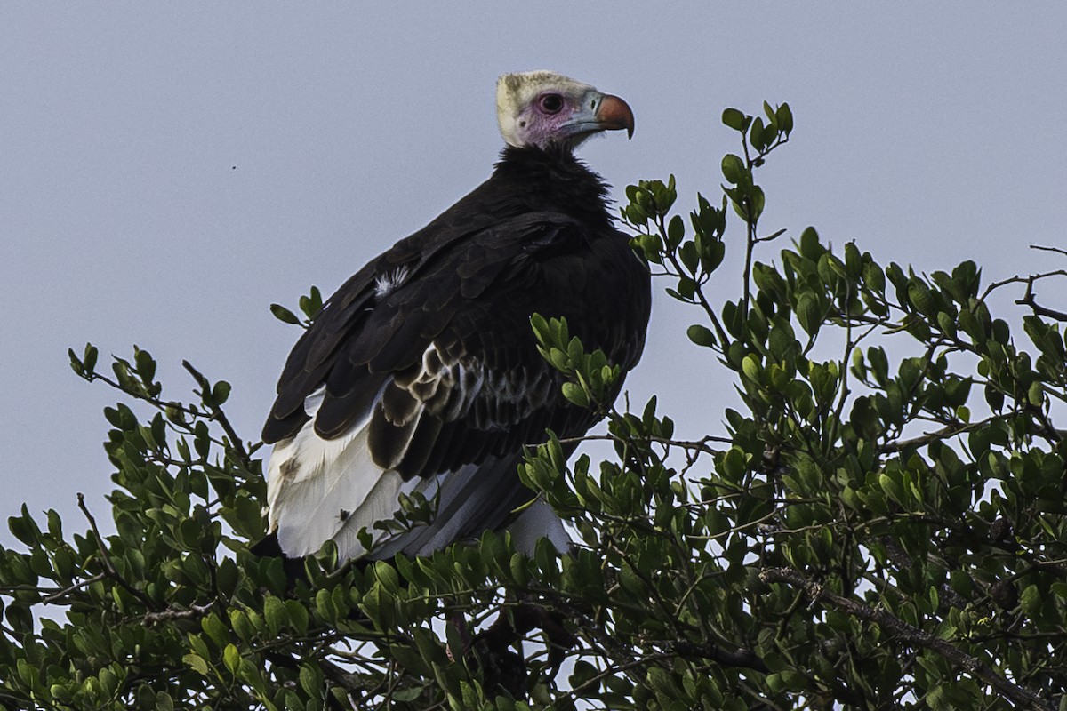 White-headed Vulture - ML615237043