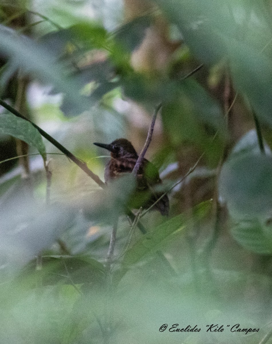 Wing-banded Antbird (Buff-banded) - Euclides "Kilo" Campos