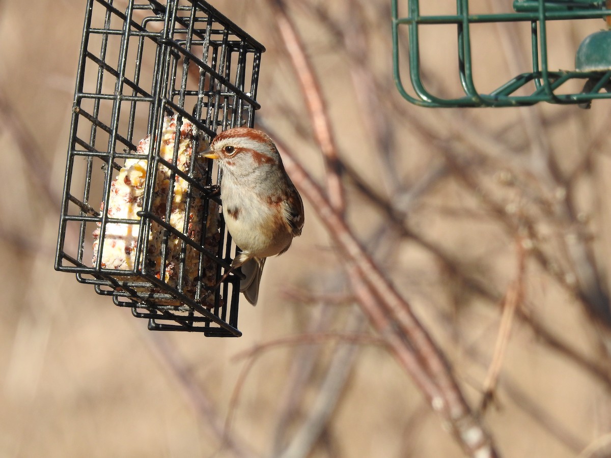 American Tree Sparrow - ML615237369