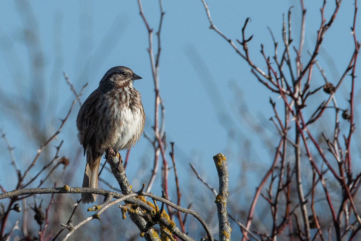Song Sparrow - Anne Spiers