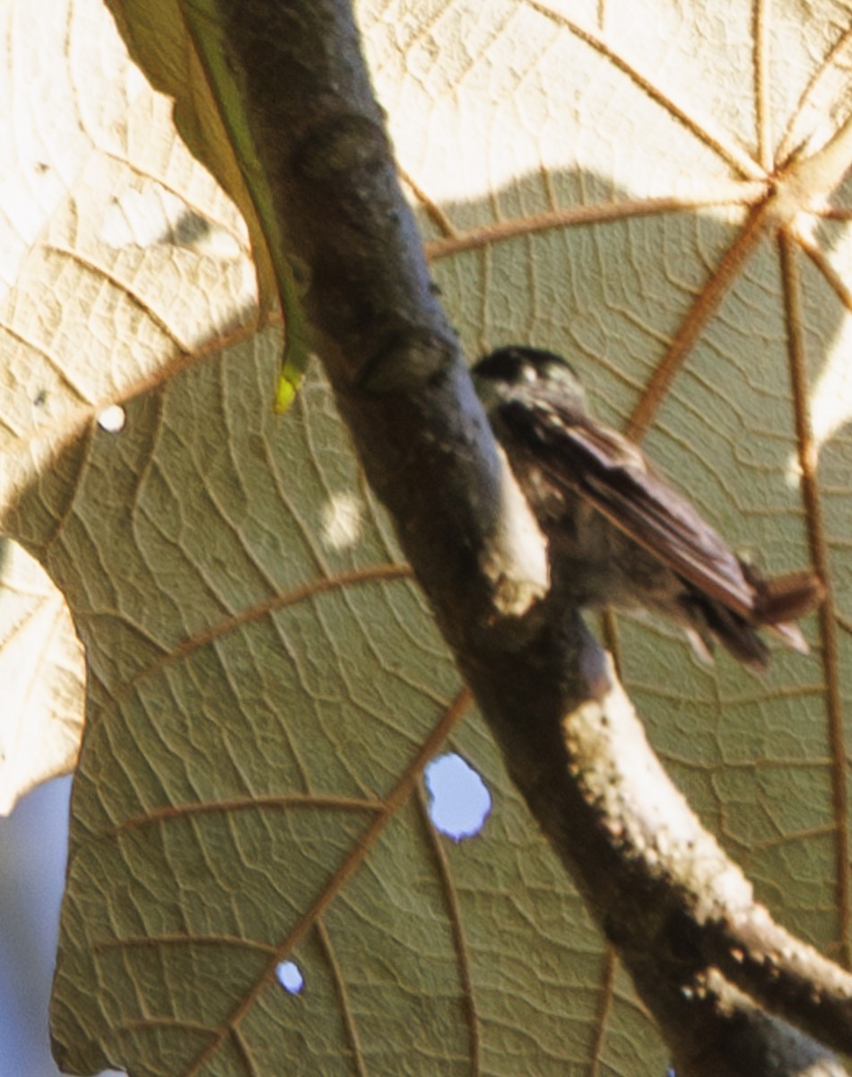 Garnet-throated Hummingbird - ML615237467
