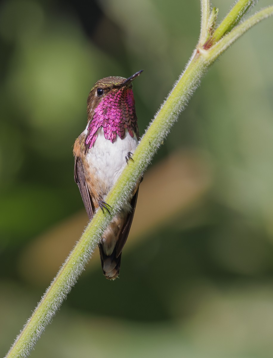 Wine-throated Hummingbird - ML615237475