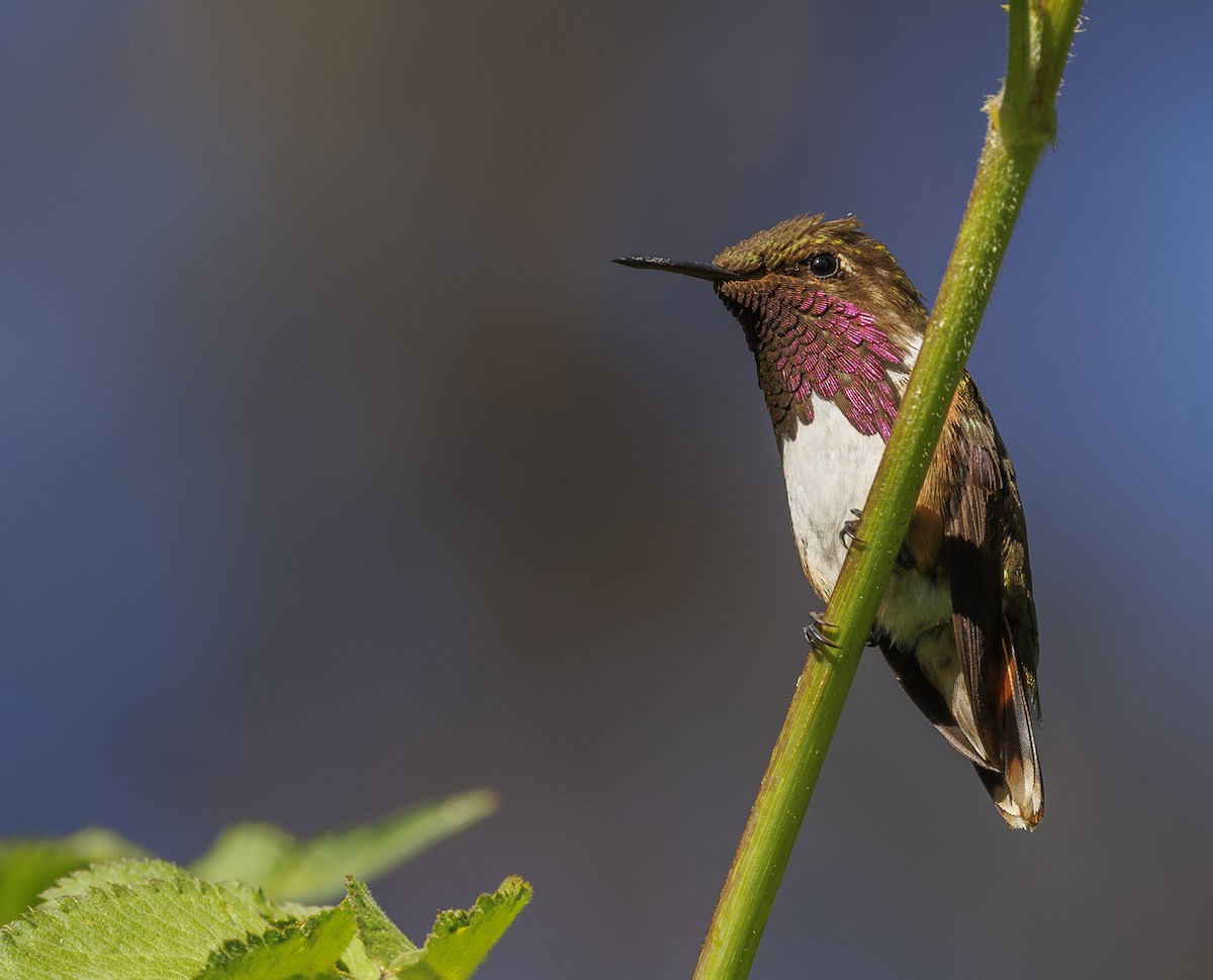 Wine-throated Hummingbird - Jason Vassallo