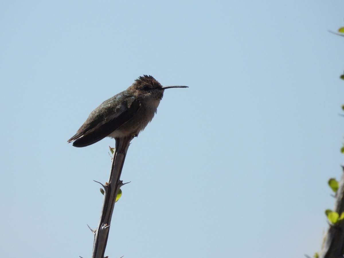 Costa's Hummingbird - ML615237596