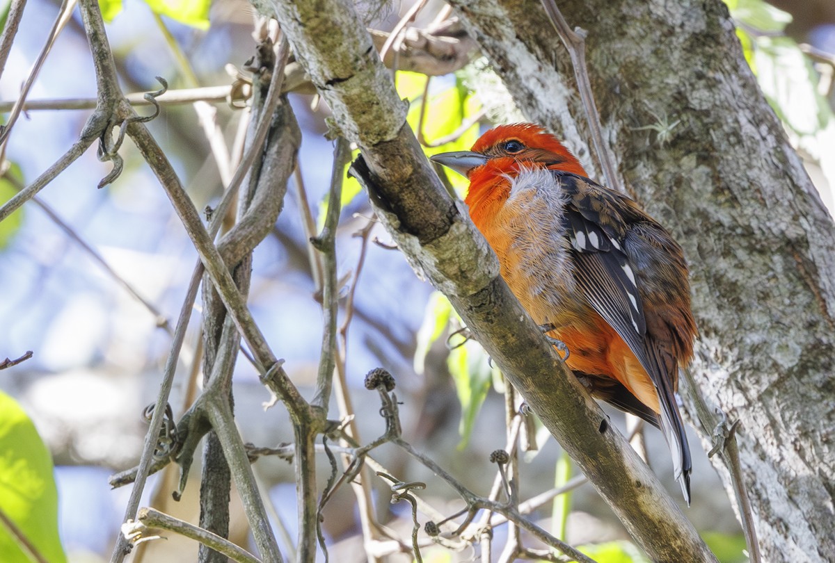 Flame-colored Tanager - ML615237602