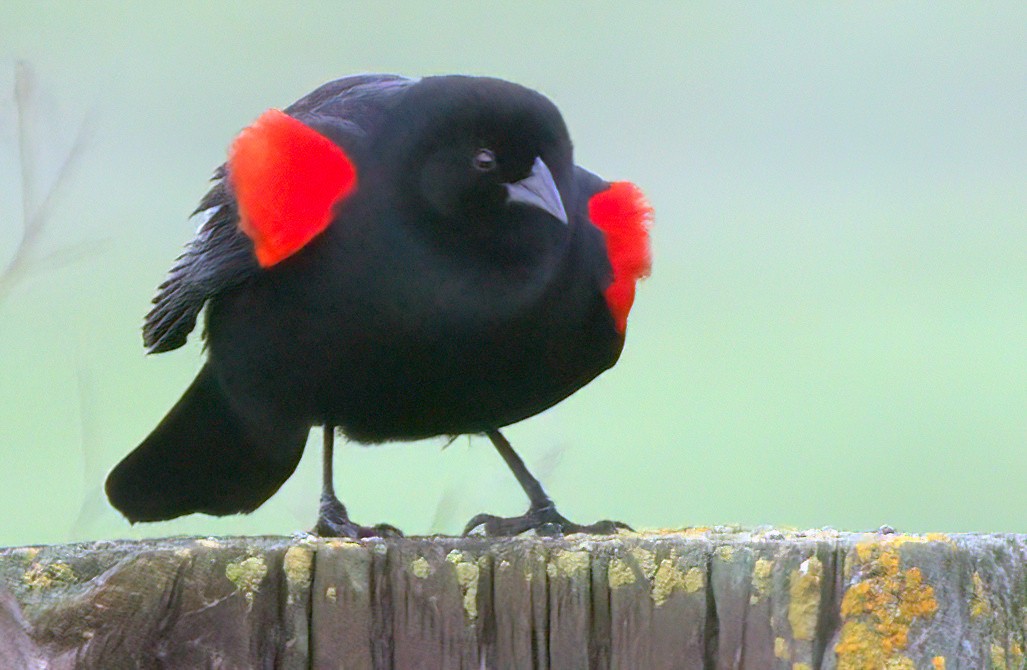 Red-winged Blackbird - ML615237626