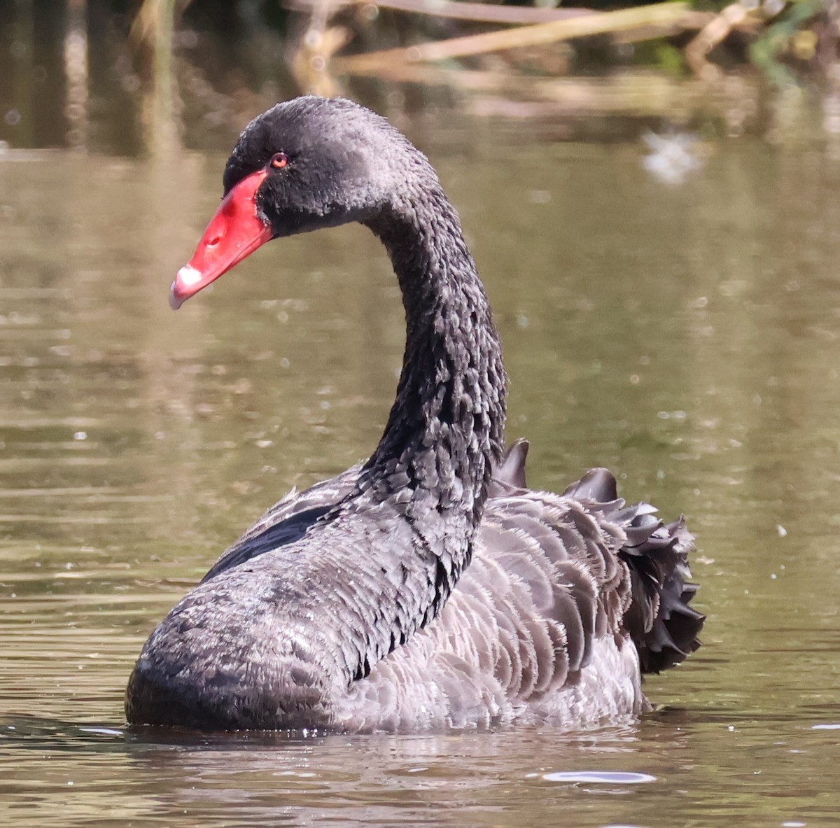 Black Swan - ML615237644
