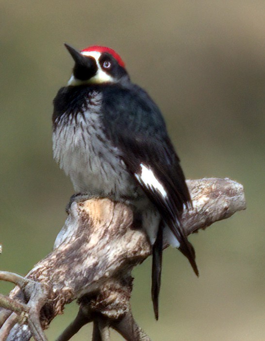 Acorn Woodpecker - ML615237668