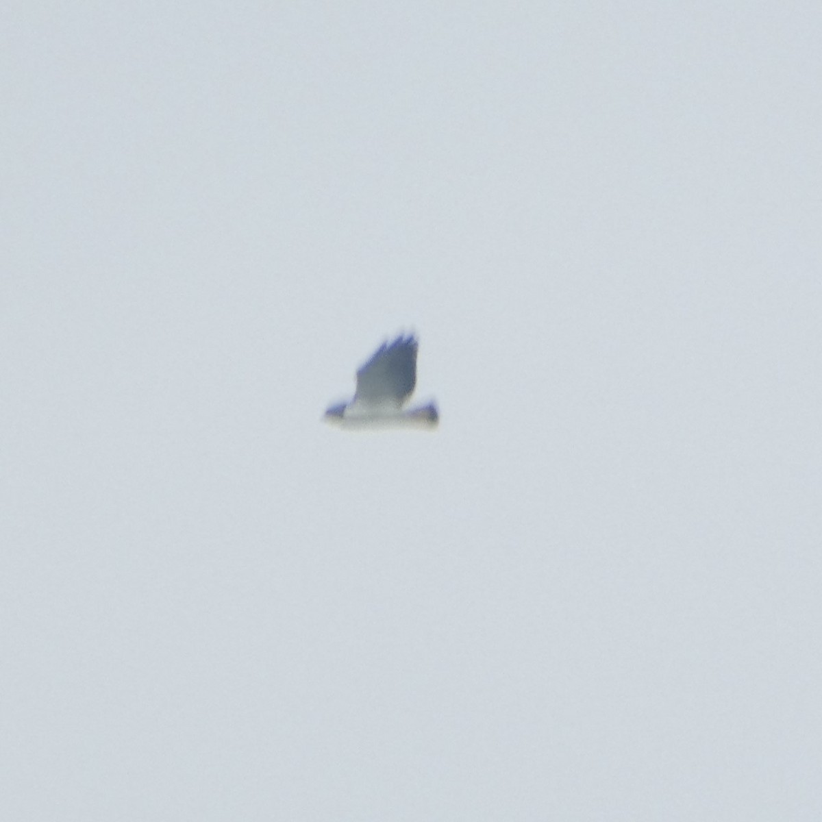White-tailed Hawk - ML615237719