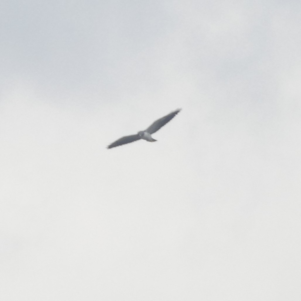 White-tailed Hawk - ML615237721