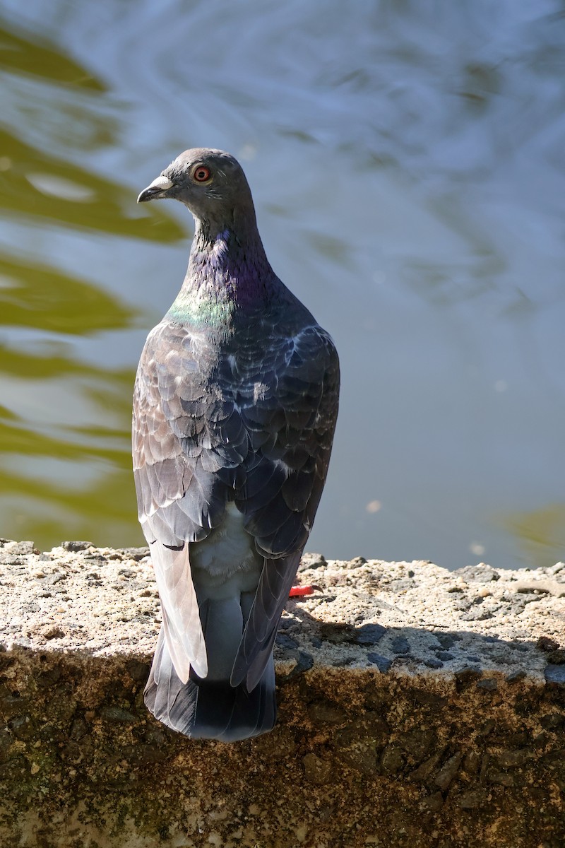 Rock Pigeon (Feral Pigeon) - ML615237906