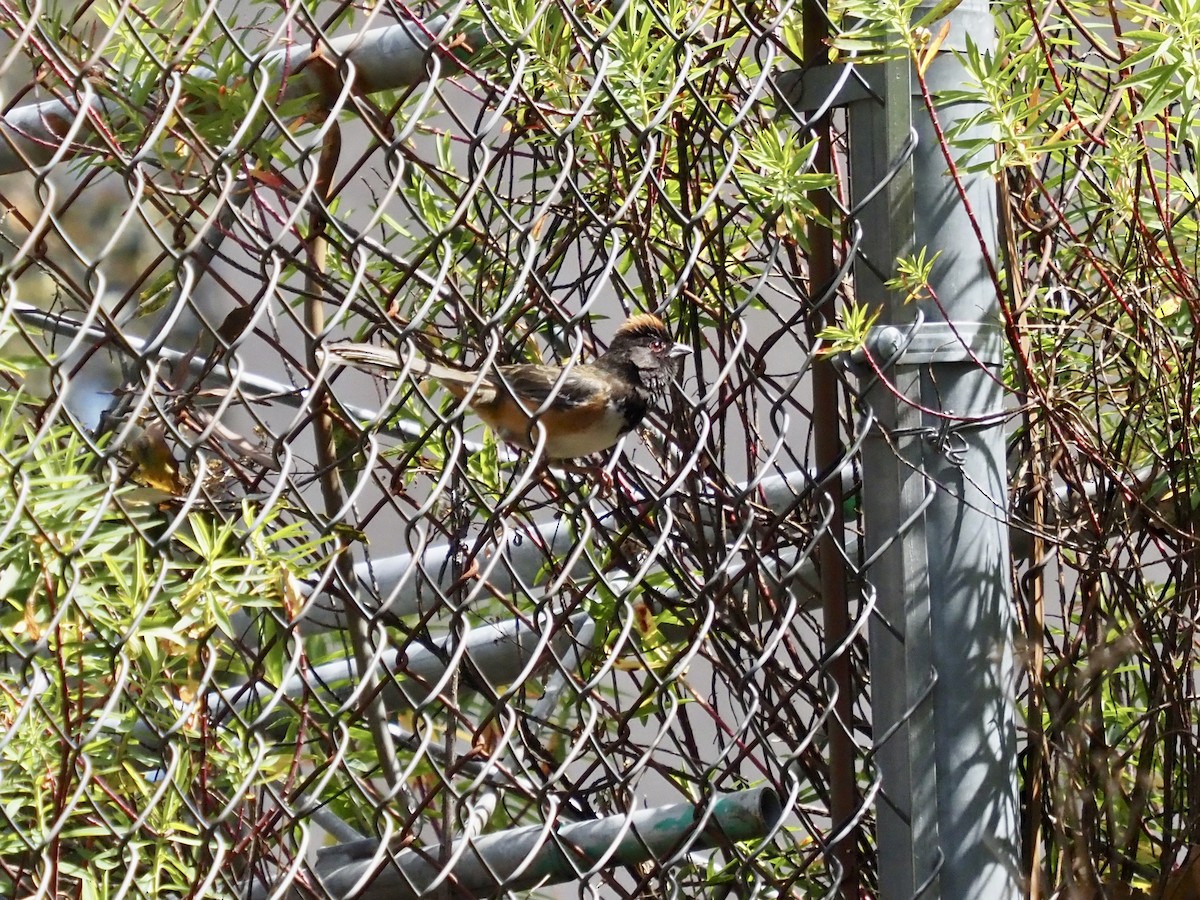 Spotted x Collared Towhee (hybrid) - ML615238004