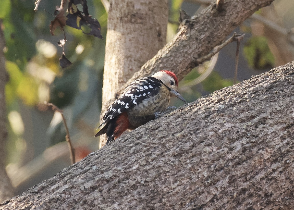 Fulvous-breasted Woodpecker - ML615238067