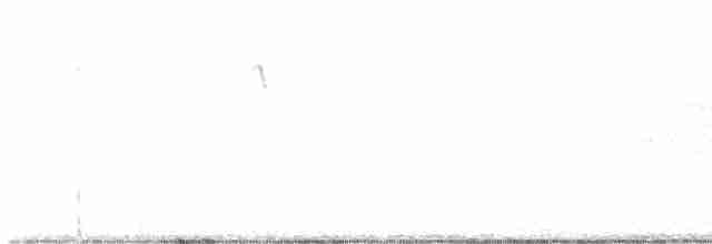 Black-tailed Gnatcatcher - ML615238313