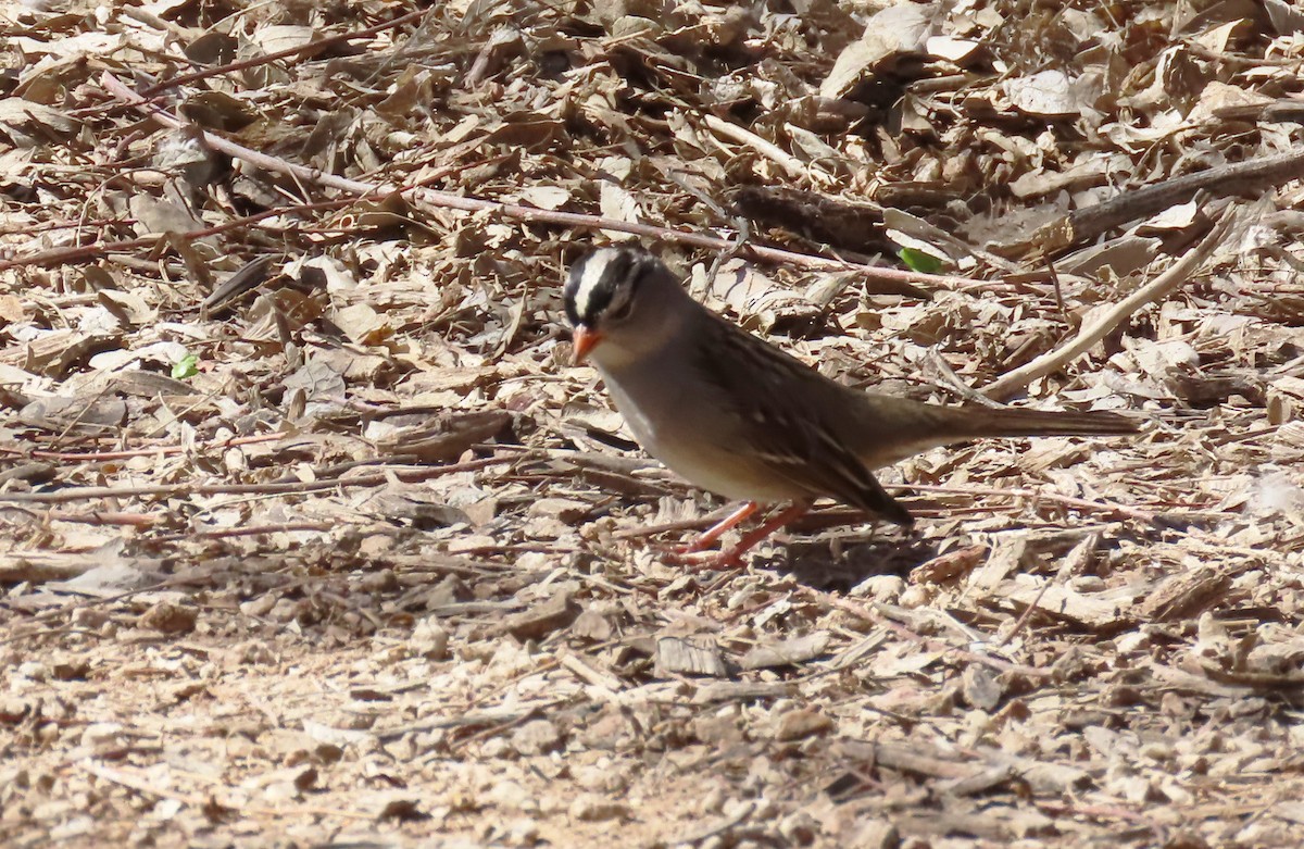 White-crowned Sparrow - ML615238452
