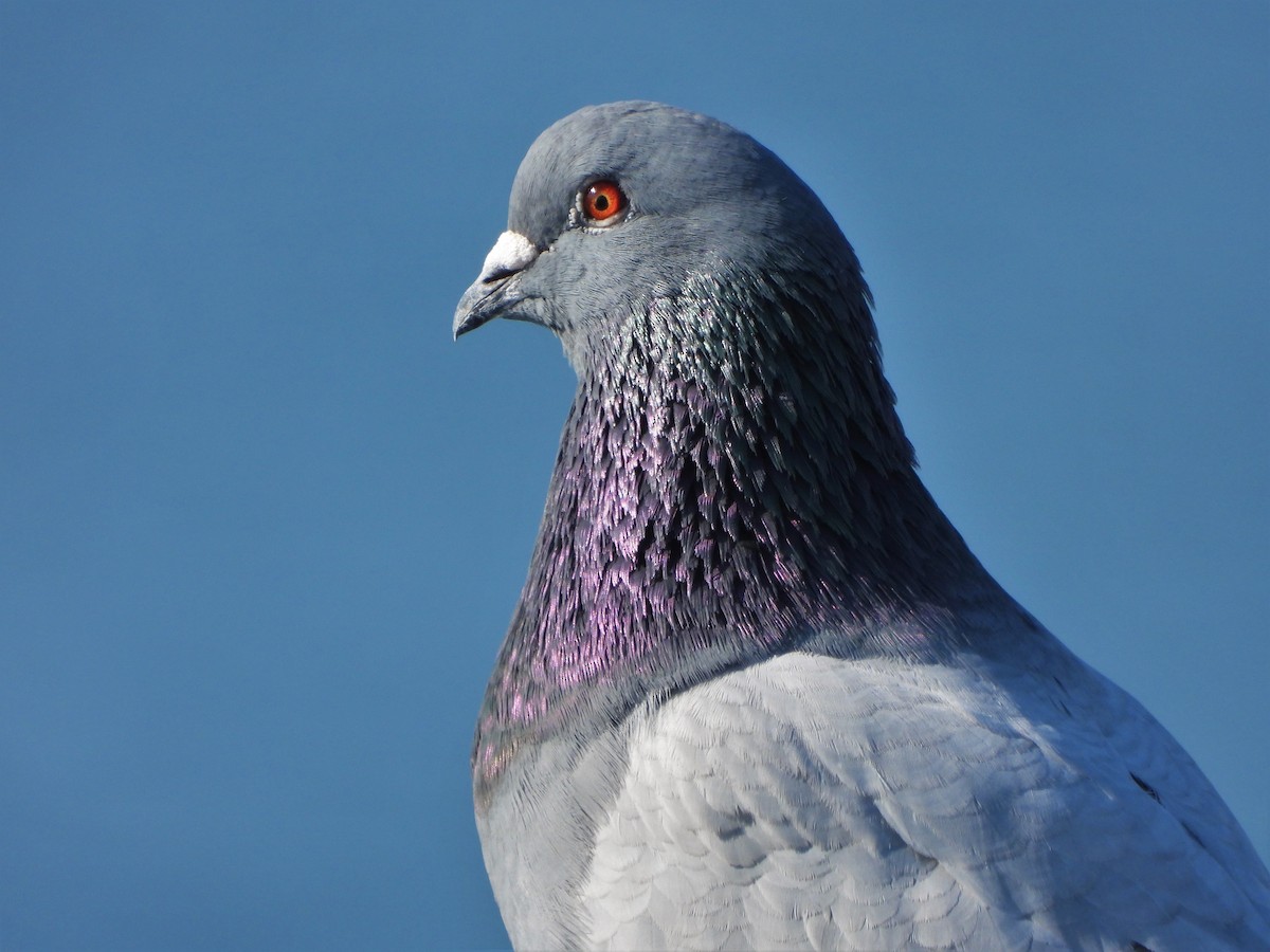 Rock Pigeon (Feral Pigeon) - ML615238517