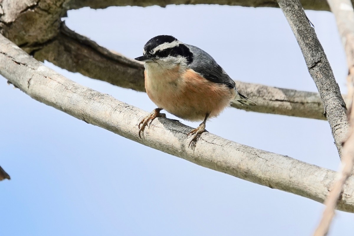 Red-breasted Nuthatch - ML615238716