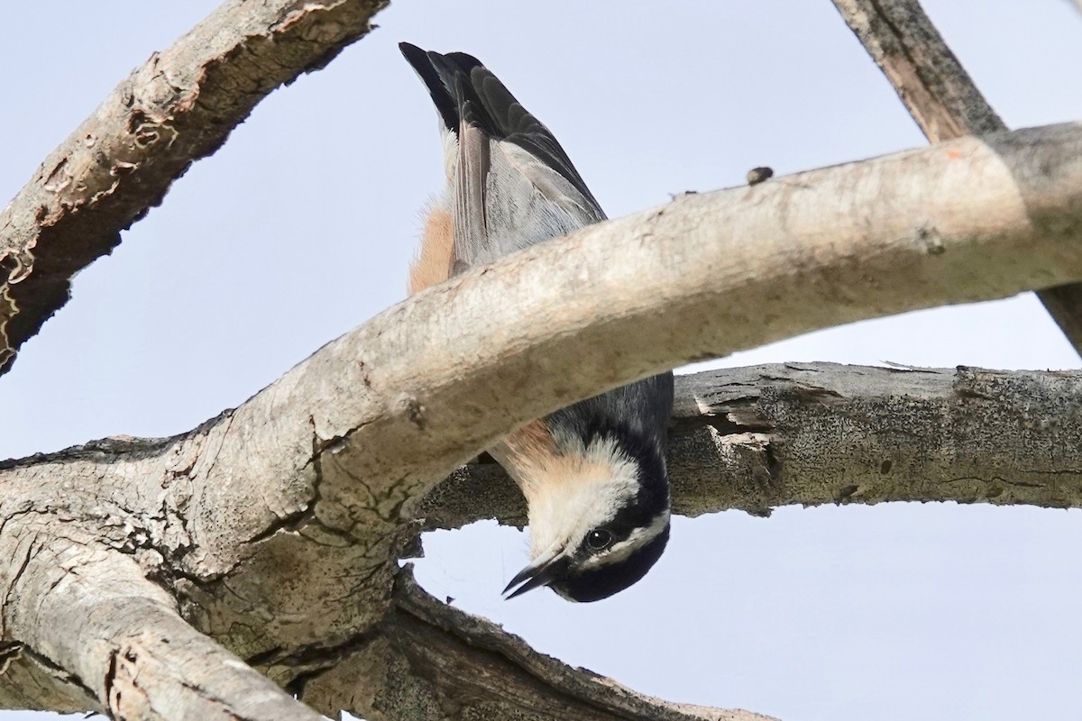 Red-breasted Nuthatch - ML615238721