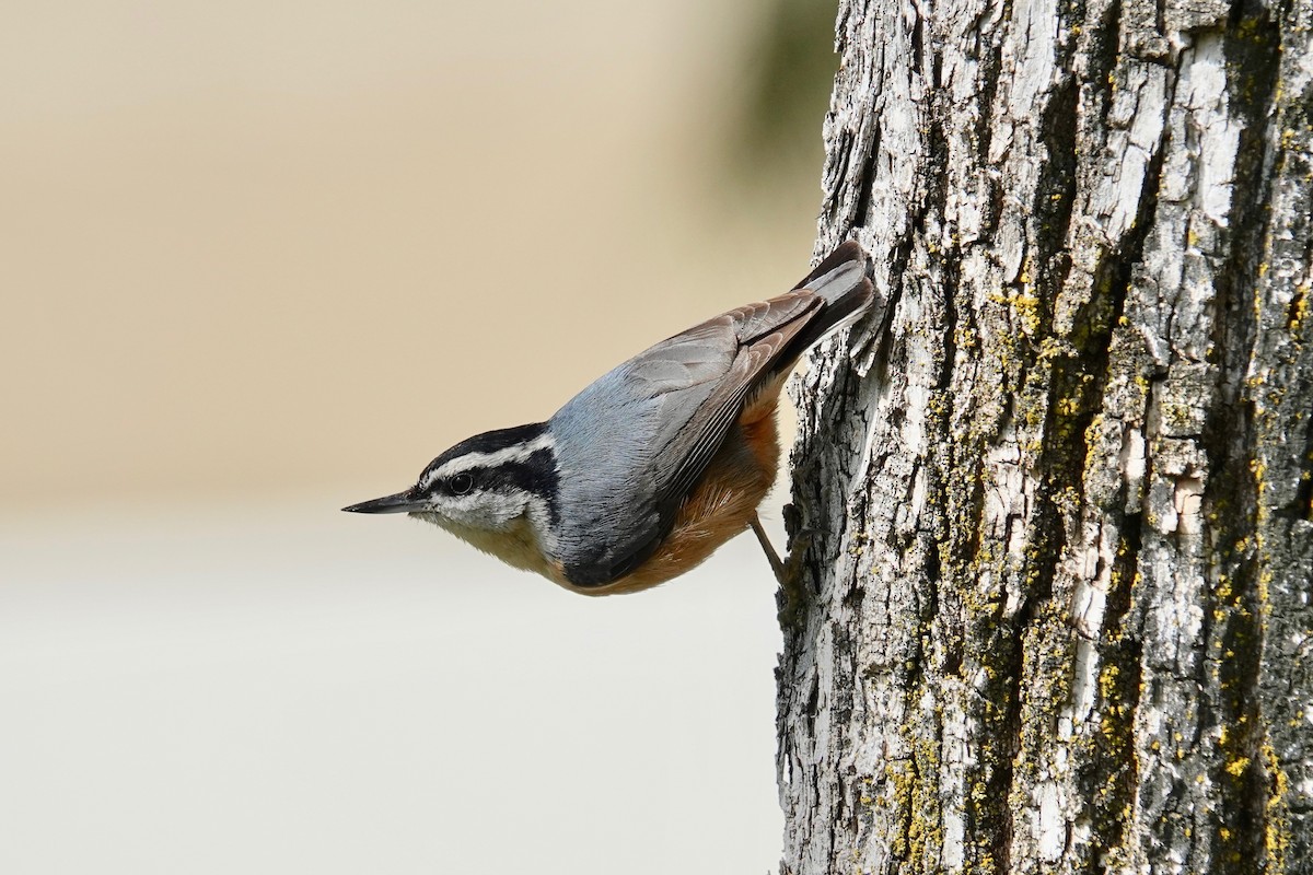 Red-breasted Nuthatch - ML615238722
