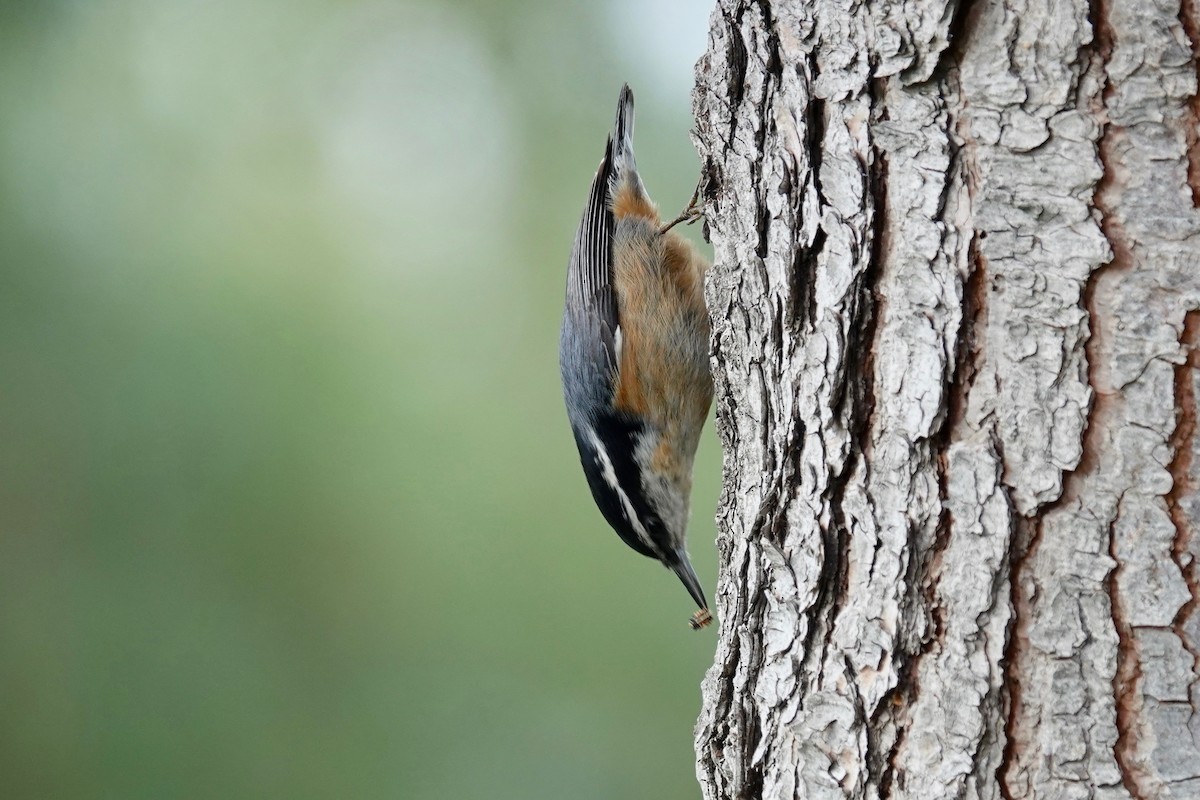 Red-breasted Nuthatch - ML615238726