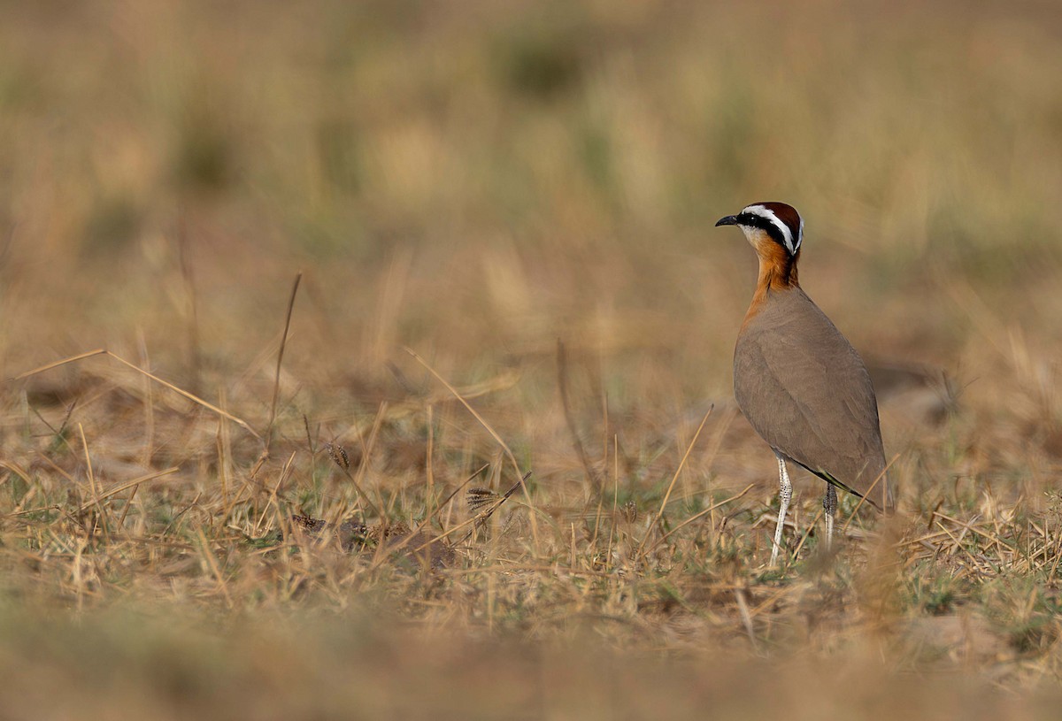 Indian Courser - ML615238729