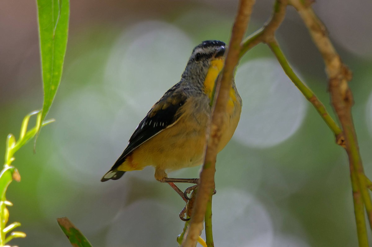 Spotted Pardalote - ML615238782