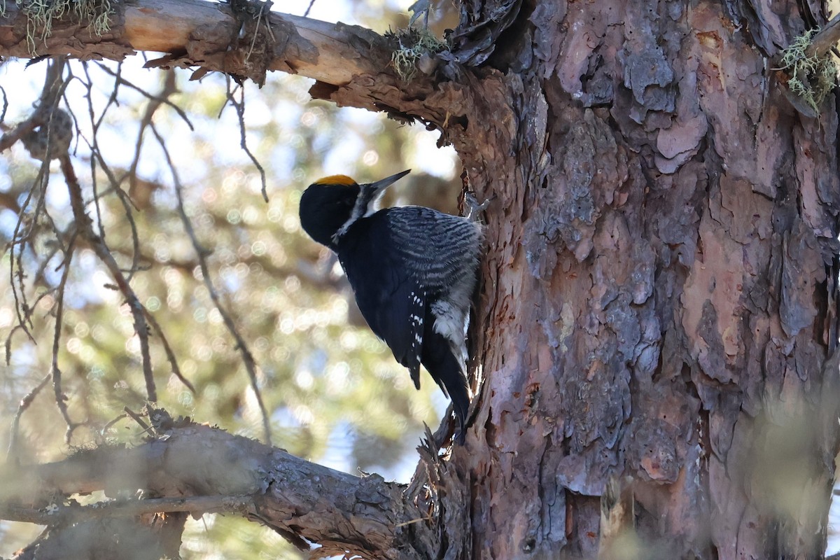 Black-backed Woodpecker - ML615239304