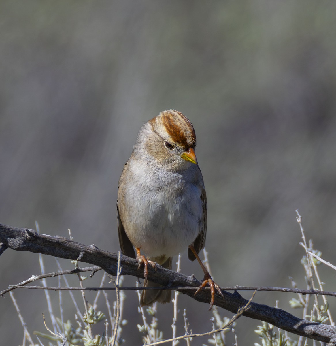 White-crowned Sparrow - ML615239330